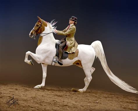 Ribbons Attached An American Saddlebred Horse Look At His Long Tail