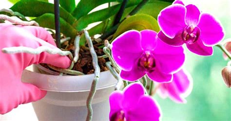 Comment Sauver Une Orchid E Mourante Astuces Et Conseils Utiles