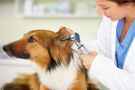 Teste De Ouvido Veterinário Ou Cão Na Clínica Veterinária Para Inspeção