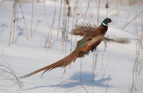 10 Ways to Kill More Late-Season Pheasants | Field & Stream