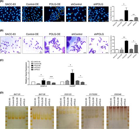 Effects Of Altered Polq Expression On Gin In Sacc Cells A