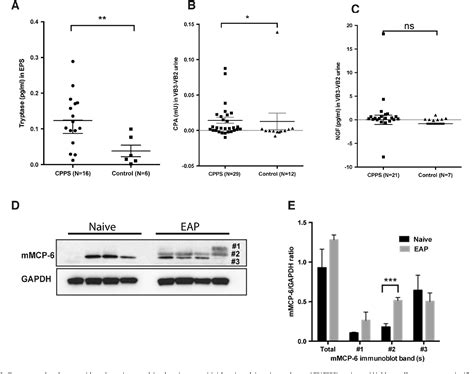 Figure From Tryptase Par Axis In Experimental Autoimmune Prostatitis