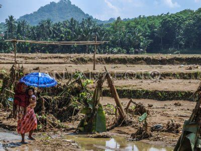 Sawah Rusak Diterjang Banjir Bandang Antara Foto