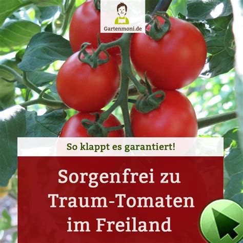 Blütenendfäule bei Tomaten was dagegen tun Gartenmoni de Altes