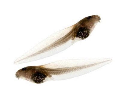 Live Leopard Frog Tadpoles: Tadpoles for Sale - Nature Gift Store | Natural gifts, Water ...