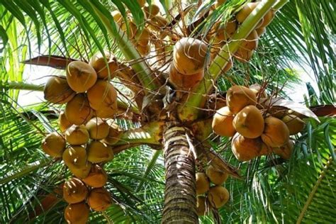 7 Manfaat Pohon Kelapa Disebut Tanaman Paling Serbaguna