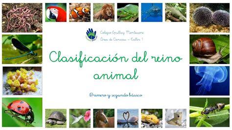 Reino Animal Cidade Operária Braincp