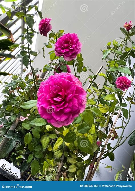 Gabriel Oak Rose,English Plant Species Stock Image - Image of pink