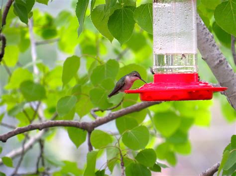 Free Images Tree Nature Branch Leaf Flower Green Hummingbird