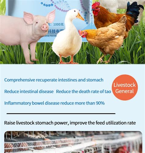 Animal Chicken Feed Additives Poultry Vitamin Premix Probiotics