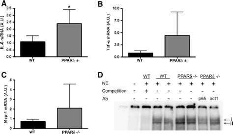 The PPARβ δ null mice show increased NF κB DNA binding activity in the