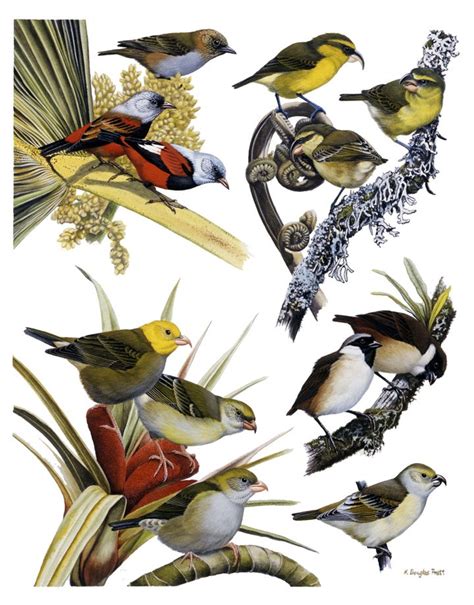 Heavy-billed Honeycreepers (Plate 2) - The Hawaiian Honeycreepers | Pet birds, Wildlife art ...