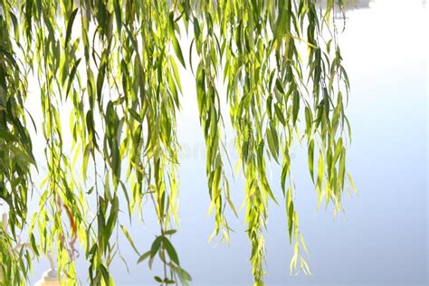 Weeping willow leaves stock image. Image of colored, willow - 45859435