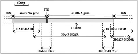 Schematic Diagram Of The RRNA Gene Repeat Unit Of Nosema Apis Showing