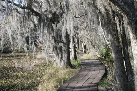 The 6 Best Bayou Hikes in Louisiana with Peaceful Trails, Rich Wildlife