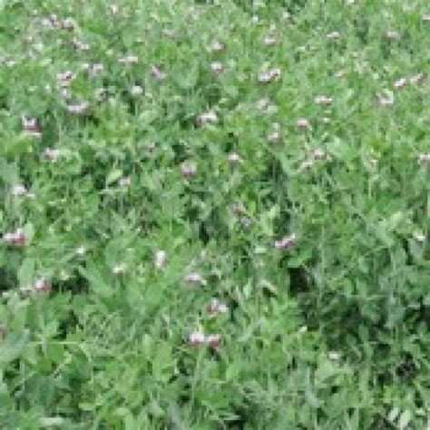 Field Peas – Cover Crop Guide for NY Growers