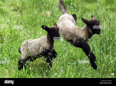 Lambs Pasture Hi Res Stock Photography And Images Alamy