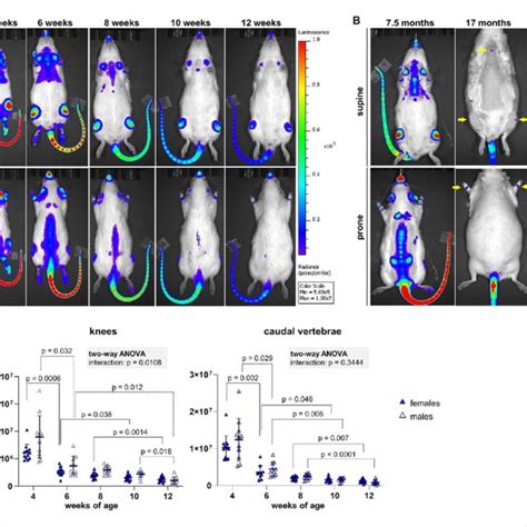 Longitudinal Bioluminescence Imaging In Vivo A Representative