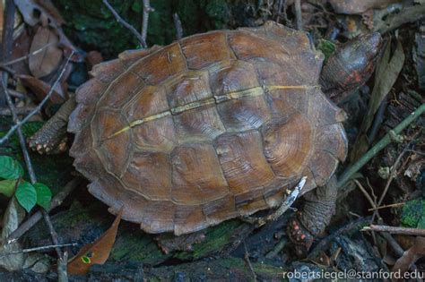 Turtles