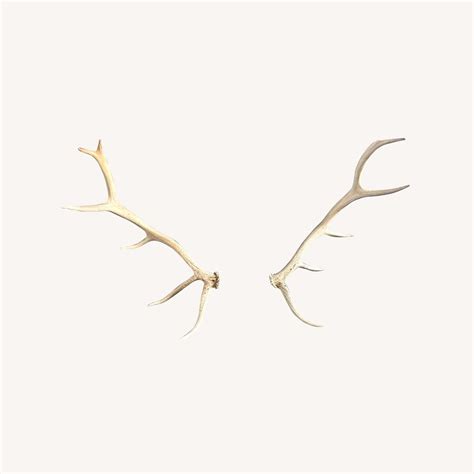 Wall Mounted Elk Antlers - AptDeco