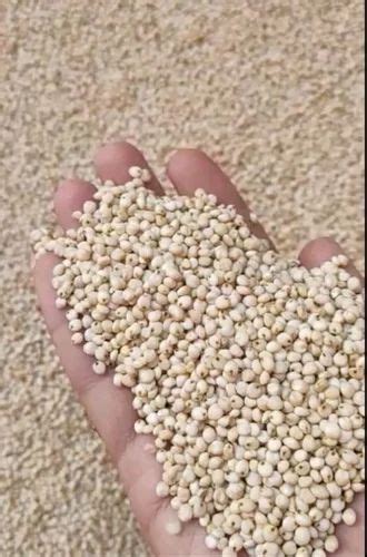 Granule Cattle Feed Sorghum For Export Packaging Type Pp Bag Kg