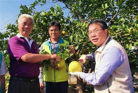 量少味美又搶手 台南紅柚鮮採上市 寶島 中時