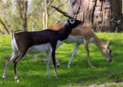 Wildlife Sanctuaries in West India | Wildlife in India