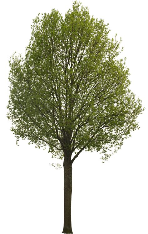 Tree Elevation Png Files For Architecture Plans And Renderings