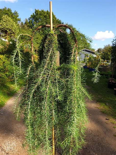 Hænge Lærk Larix Kaempferi Stiff Weeping Fuchsiahaven