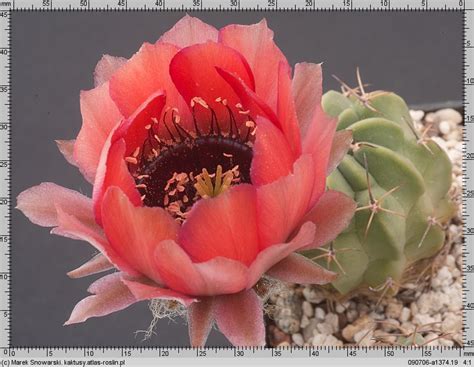 Lobivia jajoiana var. glauca