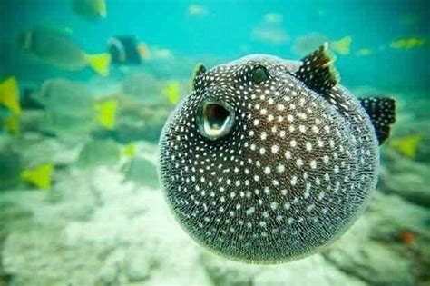 Pin By Raya Bayramova On Underwater World Puffer Fish