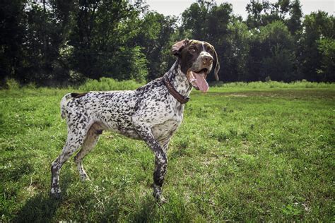 Pointer Caractère Origine Santé Et Alimentation De Ce Chien