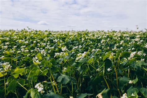 Гречка поля: картинки, стокові Гречка поля фотографії, зображення ...