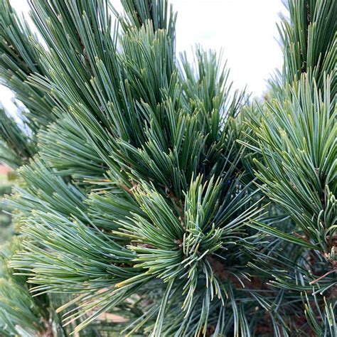 Vanderwolf Pine Pinus Flexilis Vanderwolf S Pyramid Garden Center