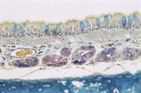 Trachea Of A Cat At Medium Power Collection Of Histology Images