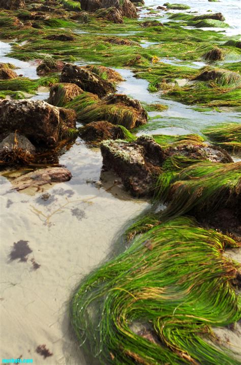 Reef62 Bright Green Eel Grasses Brian Mcstotts Flickr