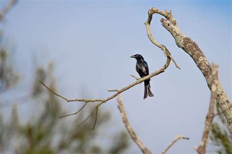 Spangled Drongo Dicrurus Bracteatus Birdingplaces