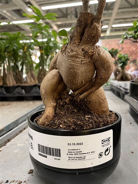 This Plant Looks Like A Mandrake From Harry Potter Ngl Rgardening