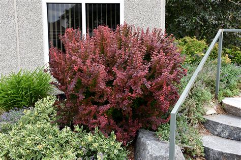 Click To View A Full Size Photo Of Orange Rocket Japanese Barberry