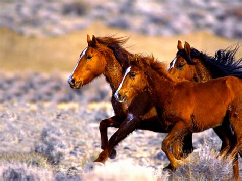 Mythical Melting Pot: America's Heritage: THE WILD MUSTANG