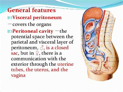 The Peritoneum Peritoneal Cavity Dr Kumar Satish Ravi