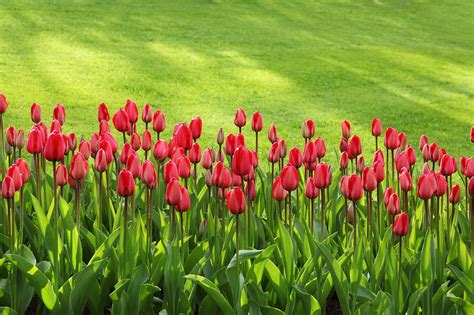 Más De 300 000 Imágenes Gratis De Fondo De Pantalla Tulipanes Y Tulipanes Pixabay