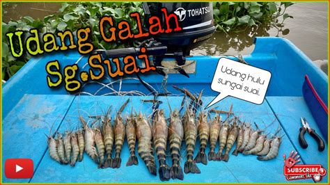 Udang Galah Sg Suai 1st Time Mancing UDANG GALAH Jauh Di Hulu Sg Suai