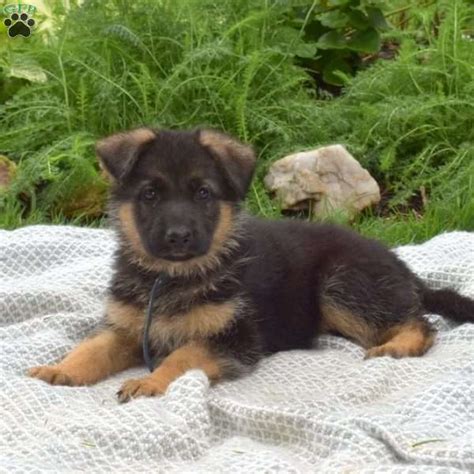 German Shepherd Puppies For Sale