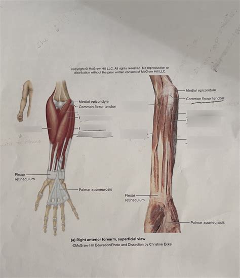 Forearm And Hands Diagram Diagram Quizlet