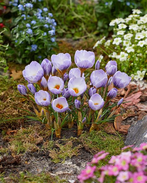 Krokus Crocus Polar Bear Bild Kaufen Gartenbildagentur