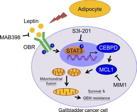 Jci Insight Mcl1 Participates In Leptin Promoted Mitochondrial Fusion And Contributes To Drug