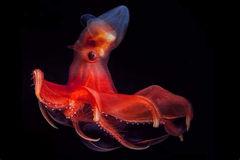 Download Vampire Squid Deep Sea Wallpaper | Wallpapers.com