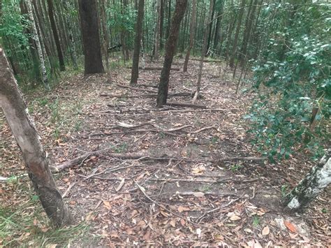 Brush-Matting to Mitigate Soil Erosion - Land for Wildlife