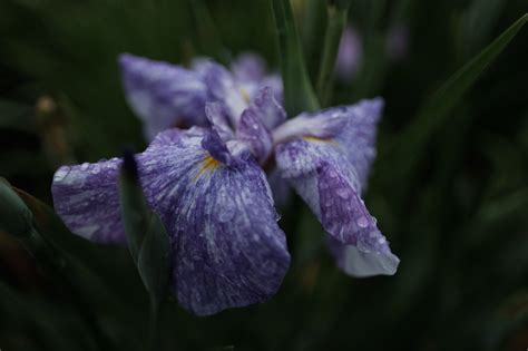 Wallpaper Tokyo Fujifilm Iris Flower Eye Flora Fujinon